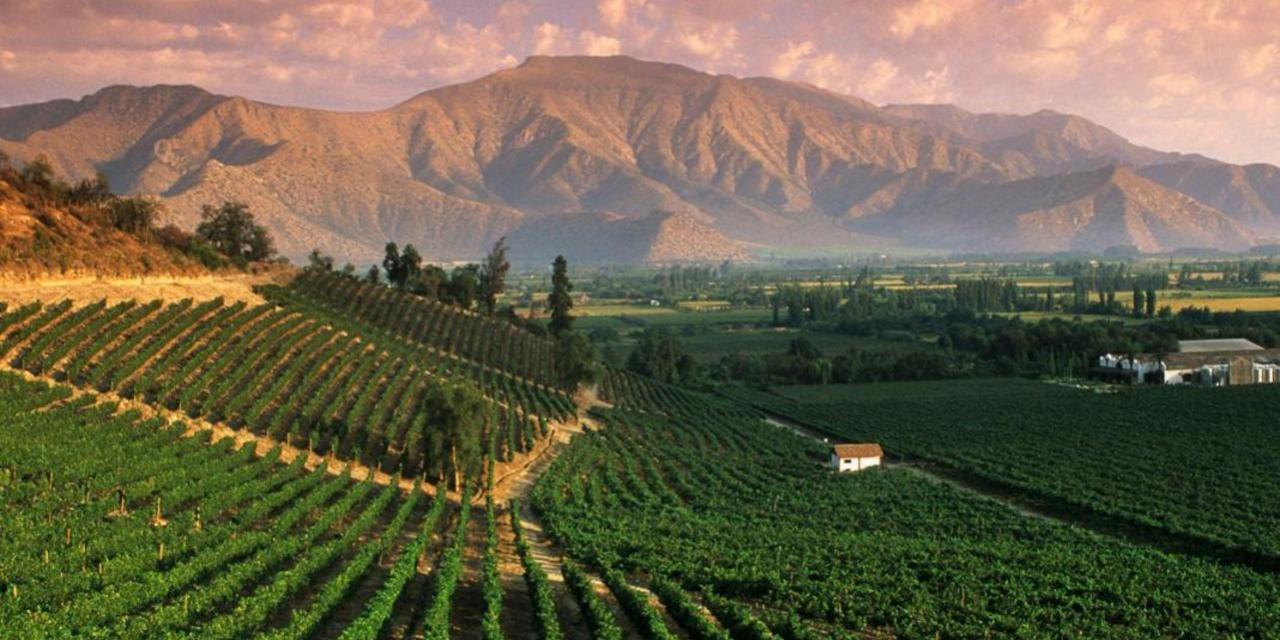Por que as Vinícolas em Mendoza são tão famosas?